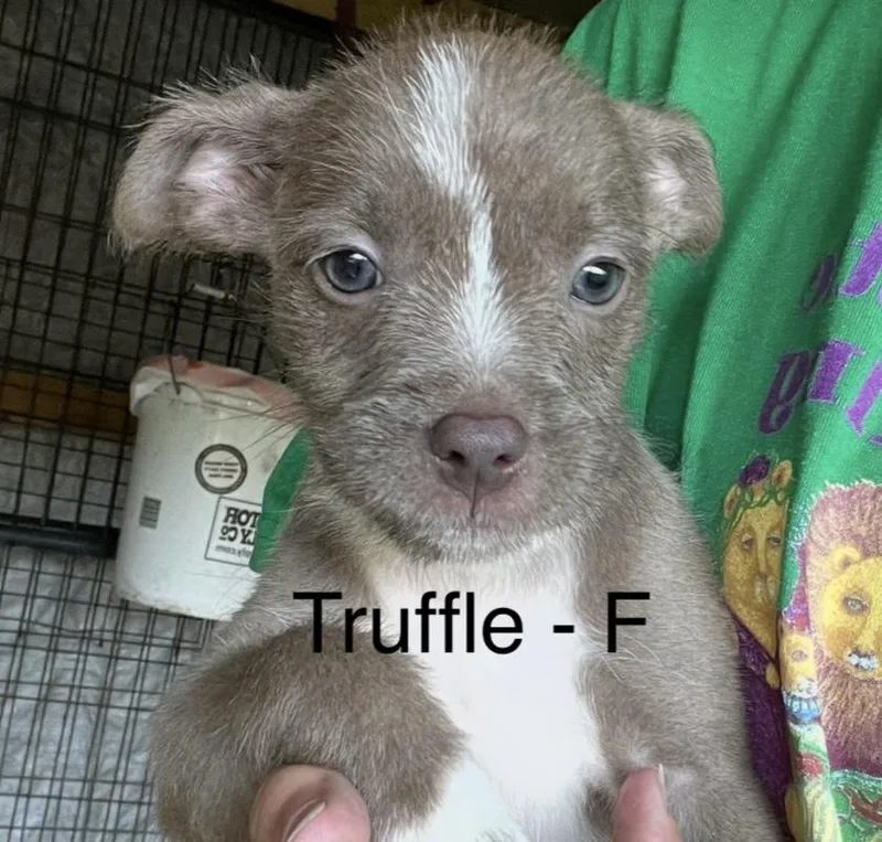 Truffle