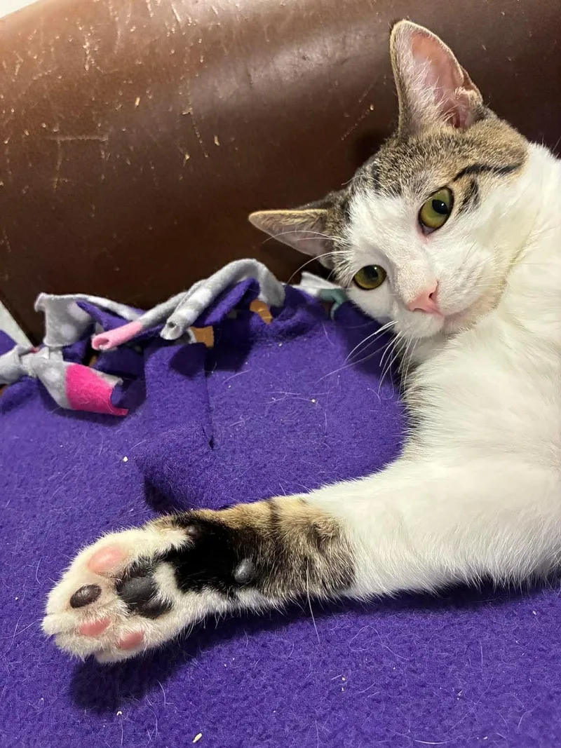 A young medium-sized male Tabby (Brown / Chocolate) Domestic Short Hair cat named Taka for adoption in Mira Loma, CA