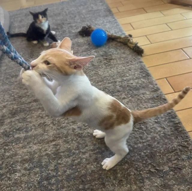 A baby medium-sized male Domestic Short Hair cat named Lily for adoption in Los Angeles, CA
