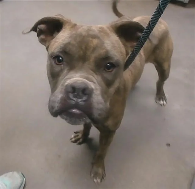 A young large-sized female Boxer dog named Valentina for adoption in Phoenix, AZ