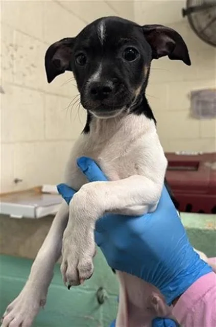 A baby small-sized male Miniature Pinscher dog named Dominic for adoption in Sacramento, CA