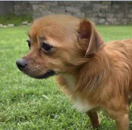 An adult small-sized male Chihuahua dog named Ollie for adoption in Austin, TX