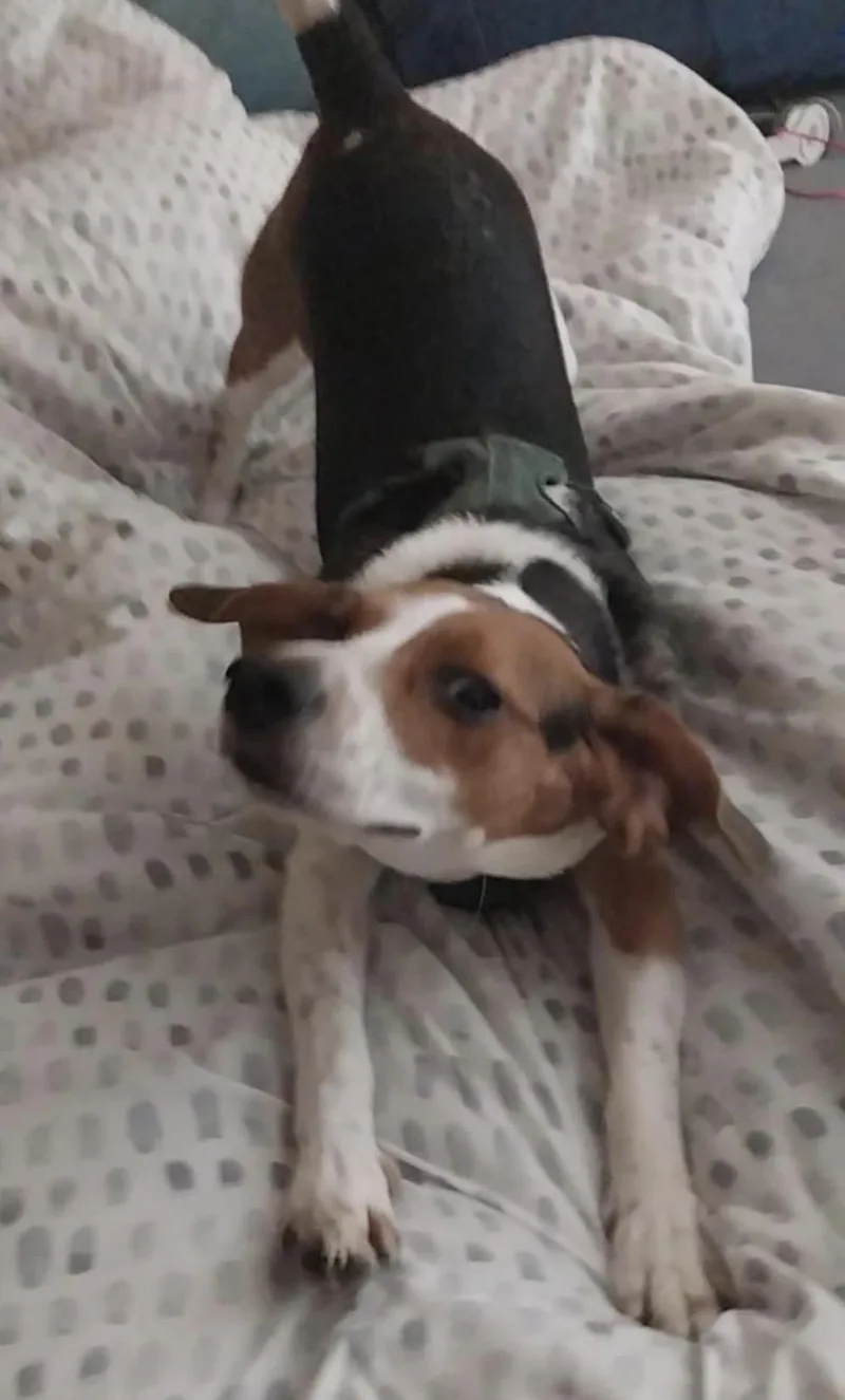 An adult medium-sized male Beagle dog named Ferris best boy seeking for adoption in Conway, SC