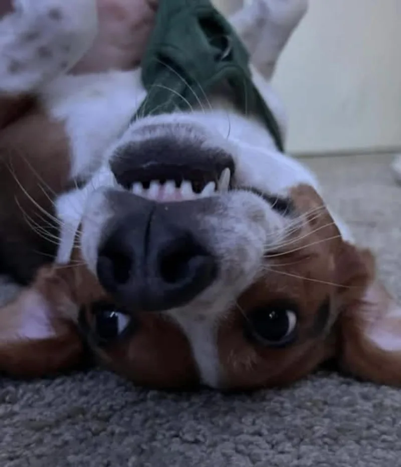 Ferris best boy seeking thumbnail 4