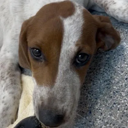 A young medium-sized female Redbone Coonhound dog named Trinity for adoption in Waynesville, NC