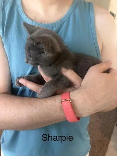 Sweetie & Sharpie thumbnail 2