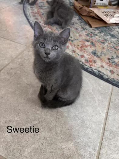 Sweetie & Sharpie thumbnail 4