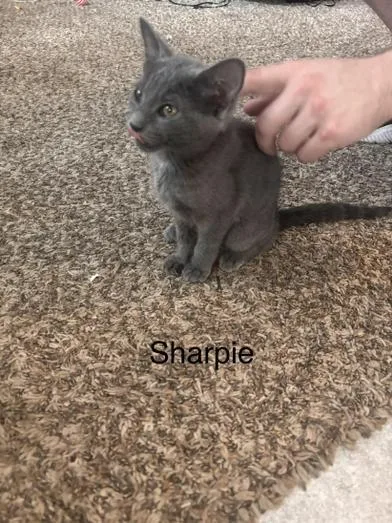 Sweetie & Sharpie thumbnail 5