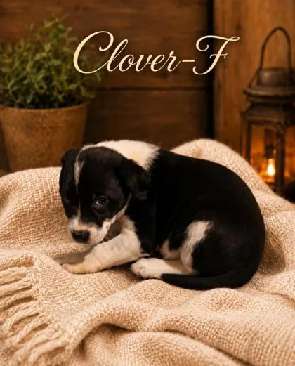 A baby medium-sized female Mixed Breed dog named Clover for adoption in Guntersville, AL