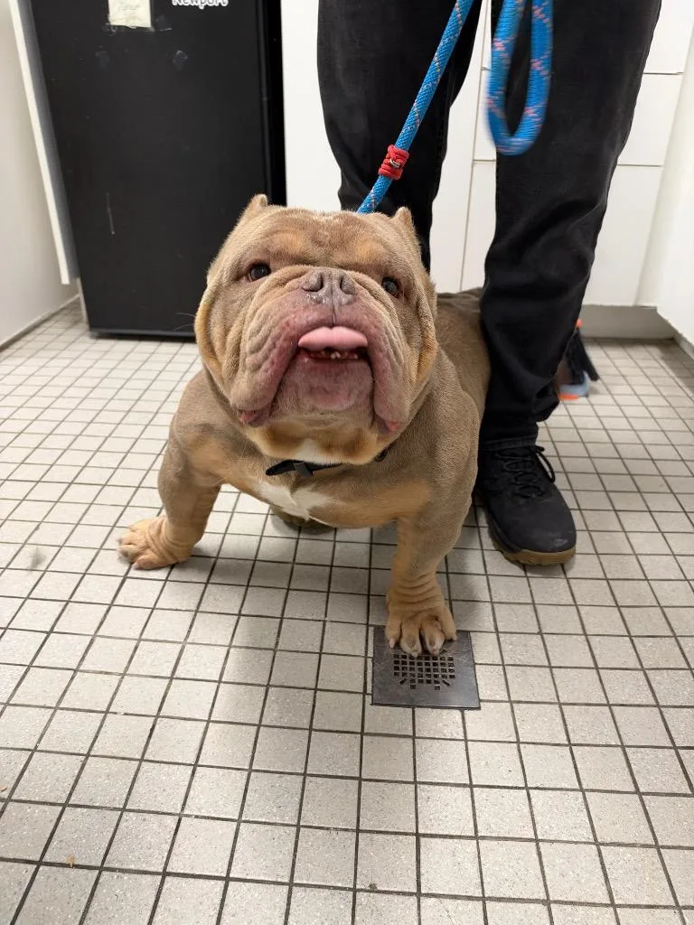 A senior medium-sized male English Bulldog dog named Mitch for adoption in Fall River, MA
