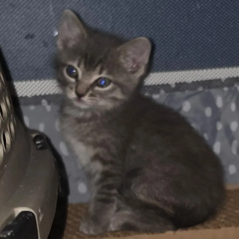 A baby small-sized female Gray / Blue / Silver Domestic Short Hair cat named Purrcilla for adoption in Cabot, AR