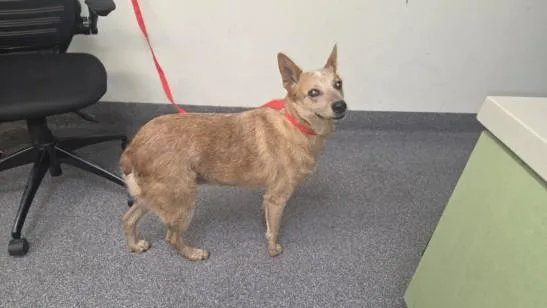 An adult medium-sized female Australian Cattle Dog / Blue Heeler dog named Lovey for adoption in Los Angeles, CA