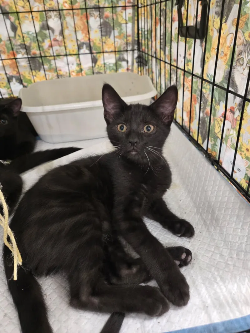 A baby medium-sized female Black Domestic Short Hair cat named Sophie for adoption in Oriental, NC