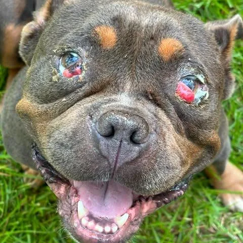 Delilah
