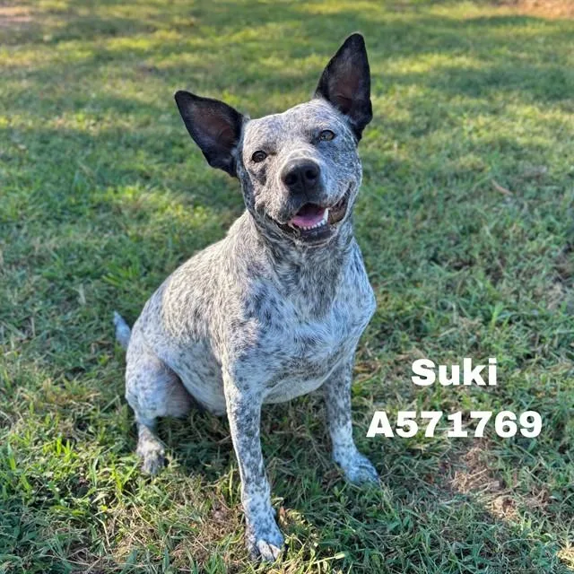 A young large-sized female Australian Cattle Dog / Blue Heeler dog named Suki for adoption in Huntsville, AL