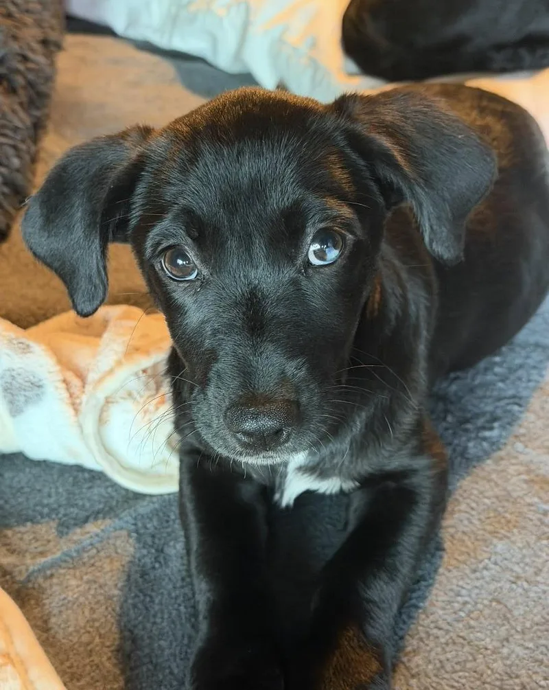 A baby small-sized female Mixed Breed dog named Pampa for adoption in Ellijay, GA