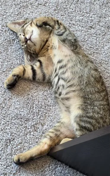 A baby small-sized male Domestic Short Hair cat named Leo for adoption in Charlotte, NC