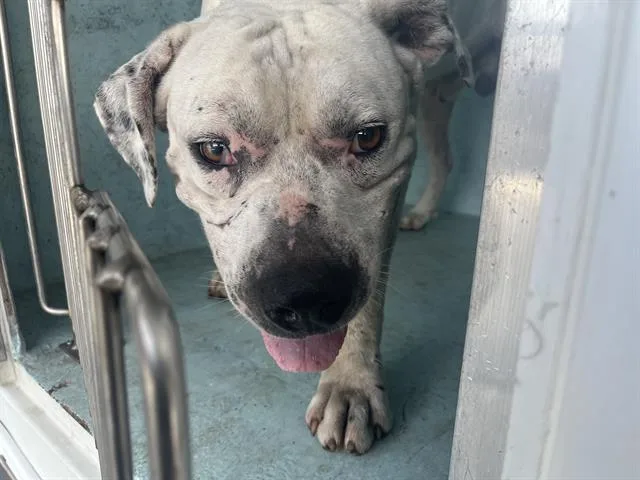 An adult large-sized male American Bulldog dog named A for adoption in Ocala, FL