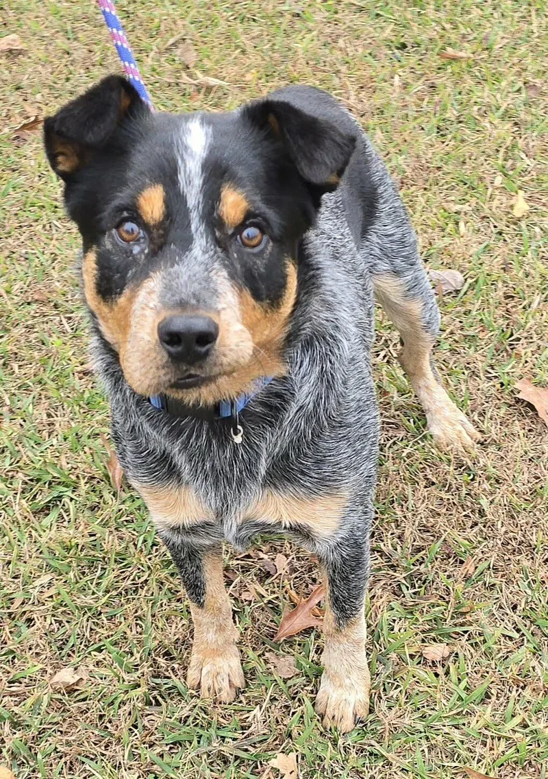 Ralphie