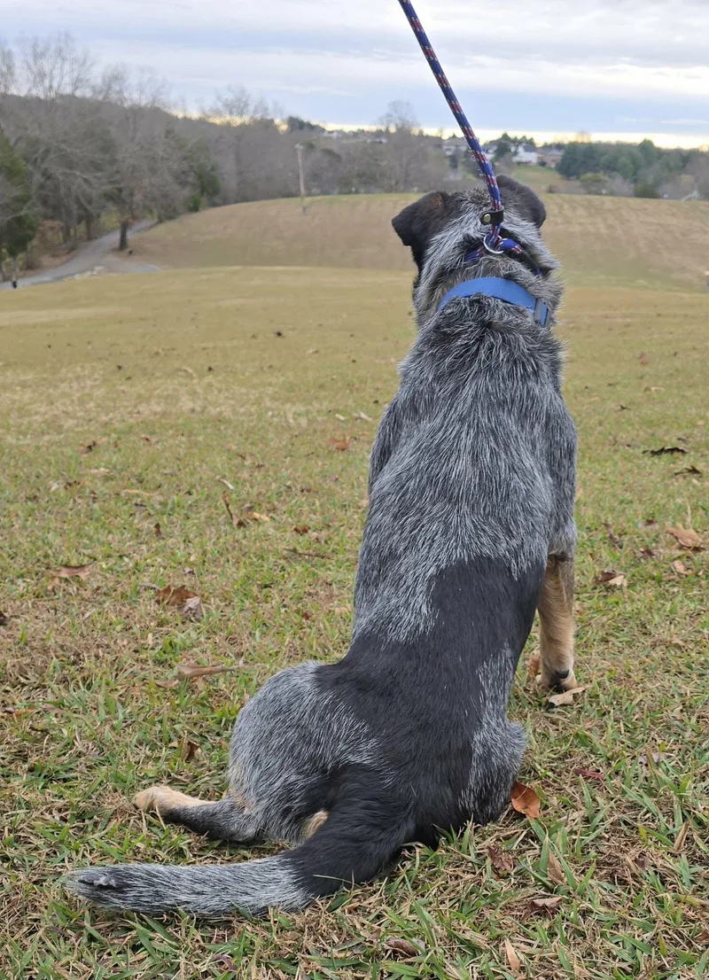 Ralphie thumbnail 4