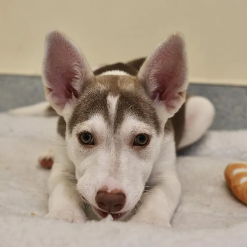 A baby small-sized female Red / Chestnut / Orange Mixed Breed dog named Daisy for adoption in Briarcliff Manor, NY