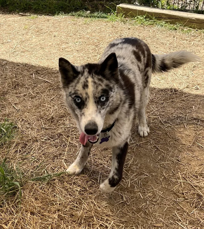 A young medium-sized female Australian Cattle Dog / Blue Heeler dog named Orca for adoption in Marshall, NC