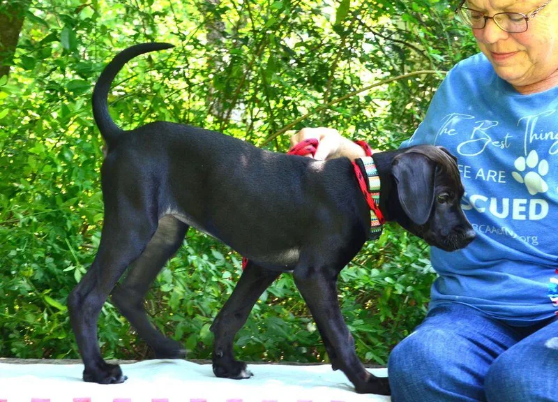 A baby medium-sized female Tricolor (Brown, Black, & White) Labrador Retriever dog named Jackie for adoption in Willingboro, NJ
