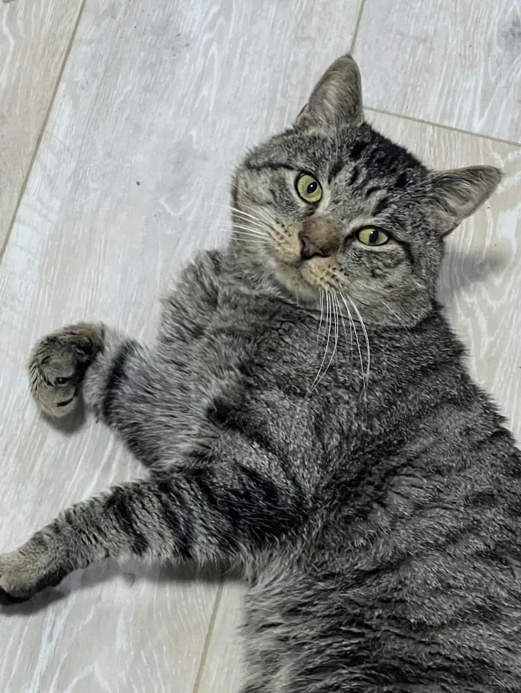 Ping Pong  Felv thumbnail 2