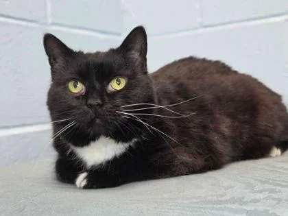 An adult medium-sized female Domestic Short Hair cat named Mountain Mama for adoption in Fairfax, VA
