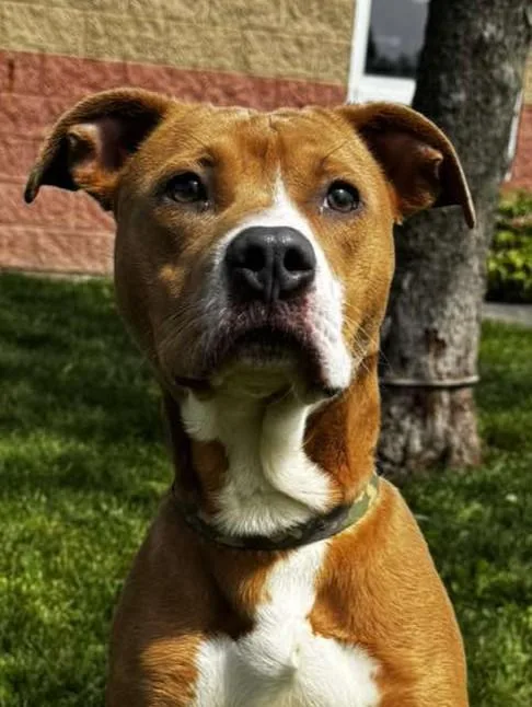 An adult medium-sized male Brown / Chocolate Pit Bull Terrier dog named Frito for adoption in Maryville, MO