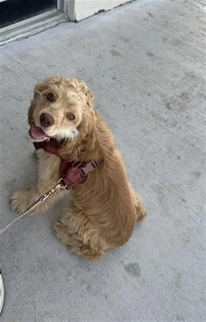 A baby small-sized male Cockapoo dog named Oliver for adoption in Miami, FL