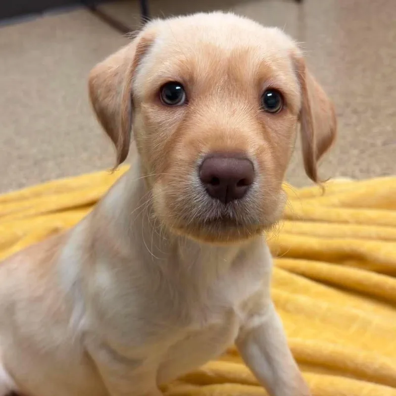 A baby medium-sized female Labradoodle dog named Abalone for adoption in Valparaiso, IN
