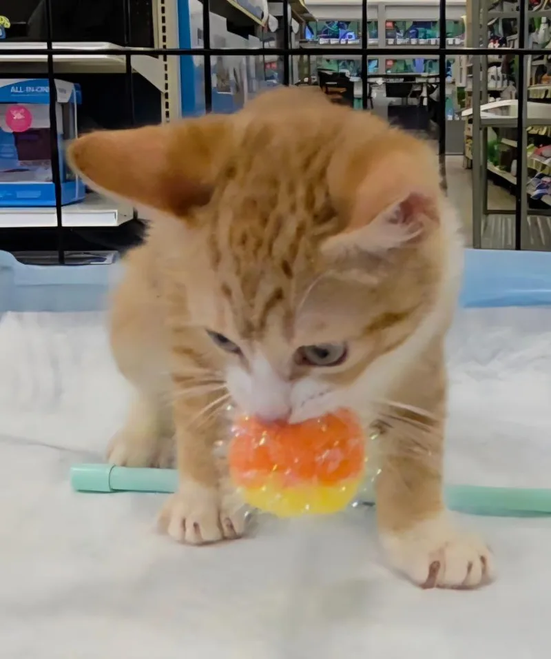 A baby medium-sized male Domestic Short Hair cat named Koa fka Luca for adoption in Tampa, FL