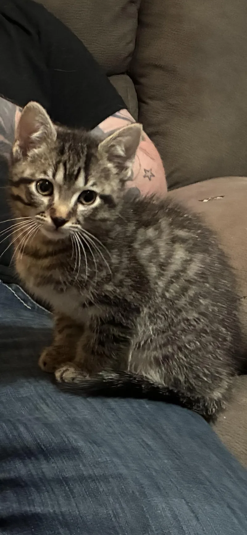 A baby small-sized male Tabby (Brown / Chocolate) Domestic Short Hair cat named Cody for adoption in Arlington, TX