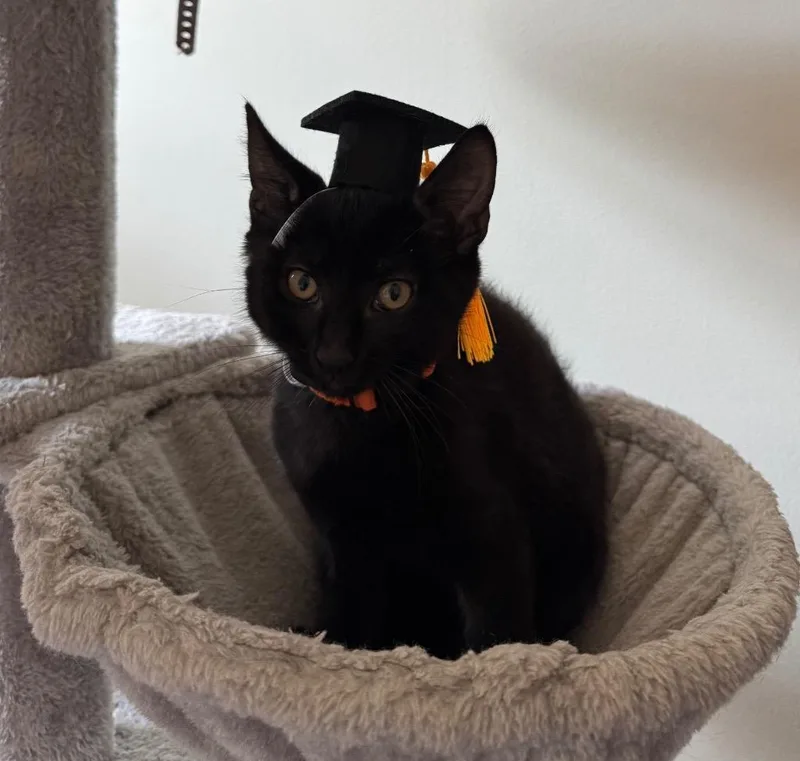 A baby medium-sized male Domestic Short Hair cat named Tin Man for adoption in Raleigh, NC