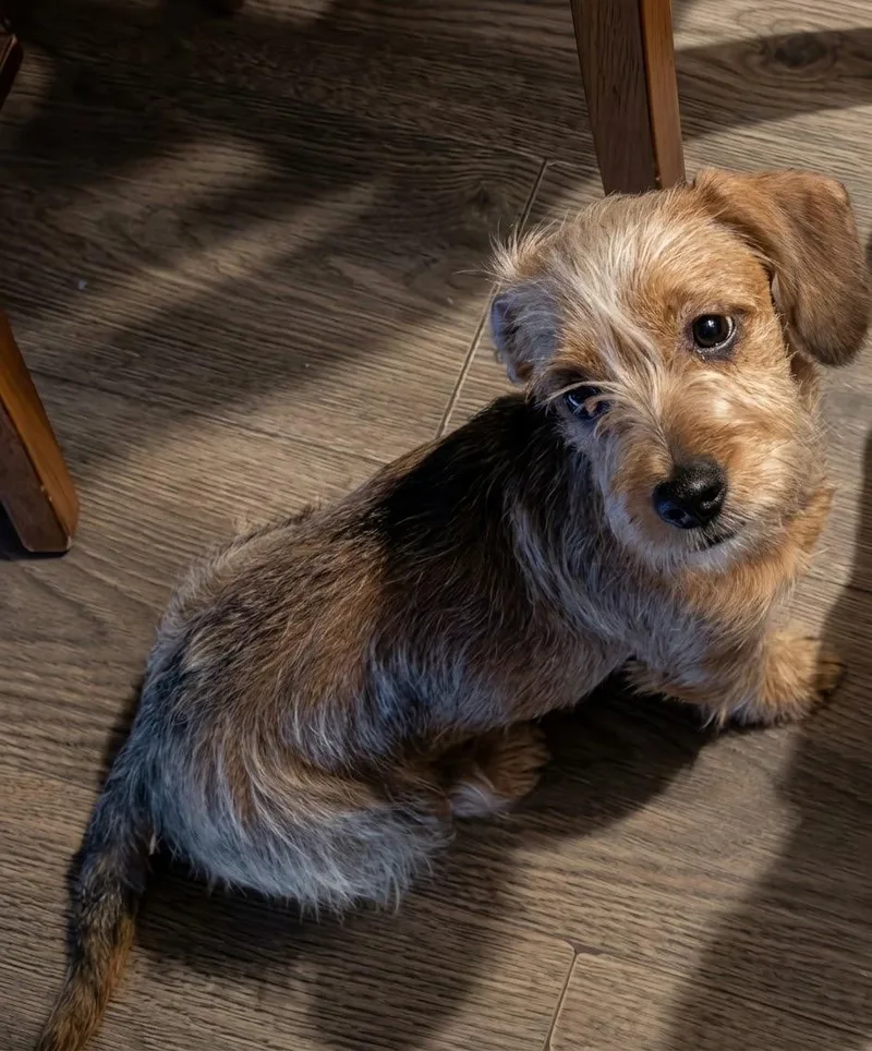 Hazel