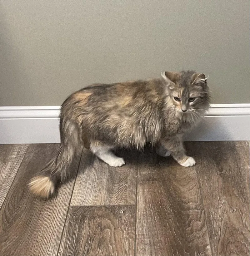An adult small-sized female Gray / Blue / Silver Domestic Long Hair cat named Diana for adoption in O'Fallon, MO