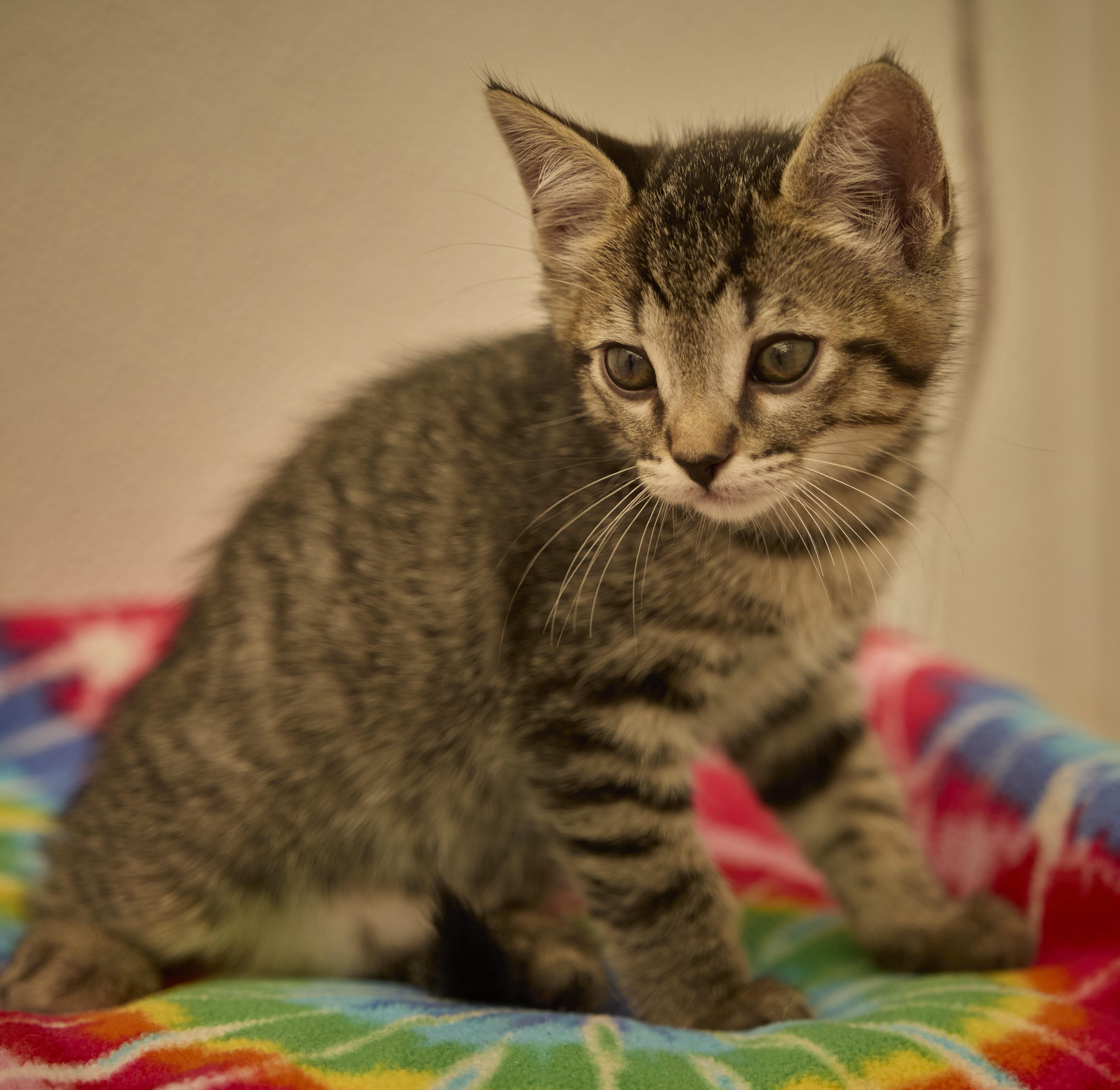 A baby medium-sized male Tabby cat named Triton for adoption in Santa Barbara, CA