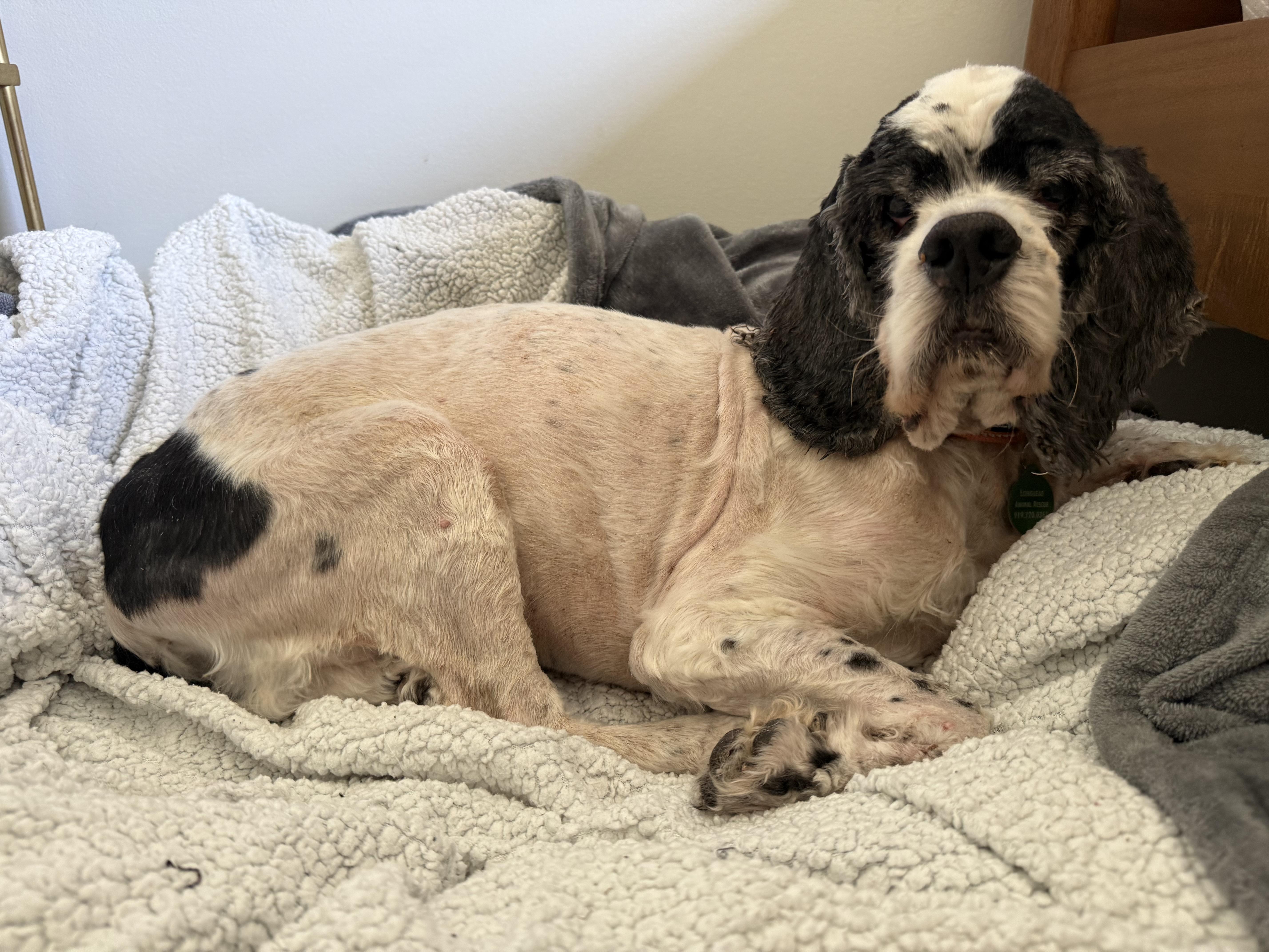 An adult medium-sized male Cocker Spaniel dog named Mr. Pickles for adoption in Hillsborough, NC