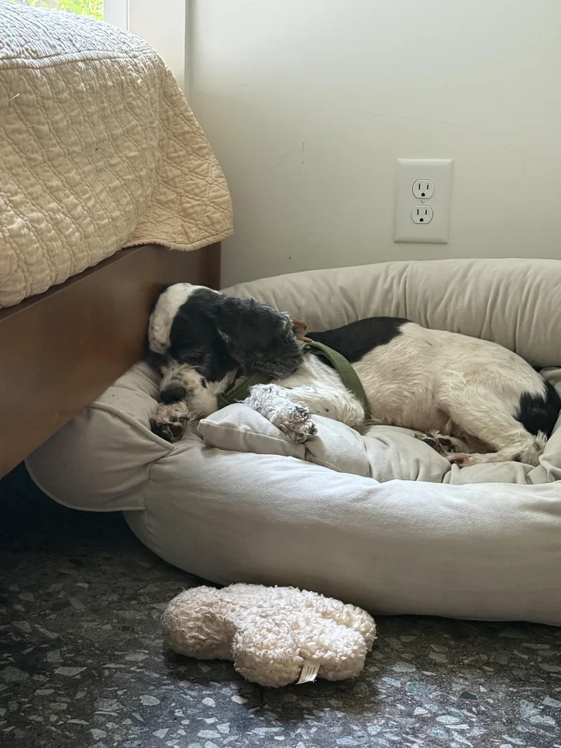 Mr. Pickles thumbnail 2