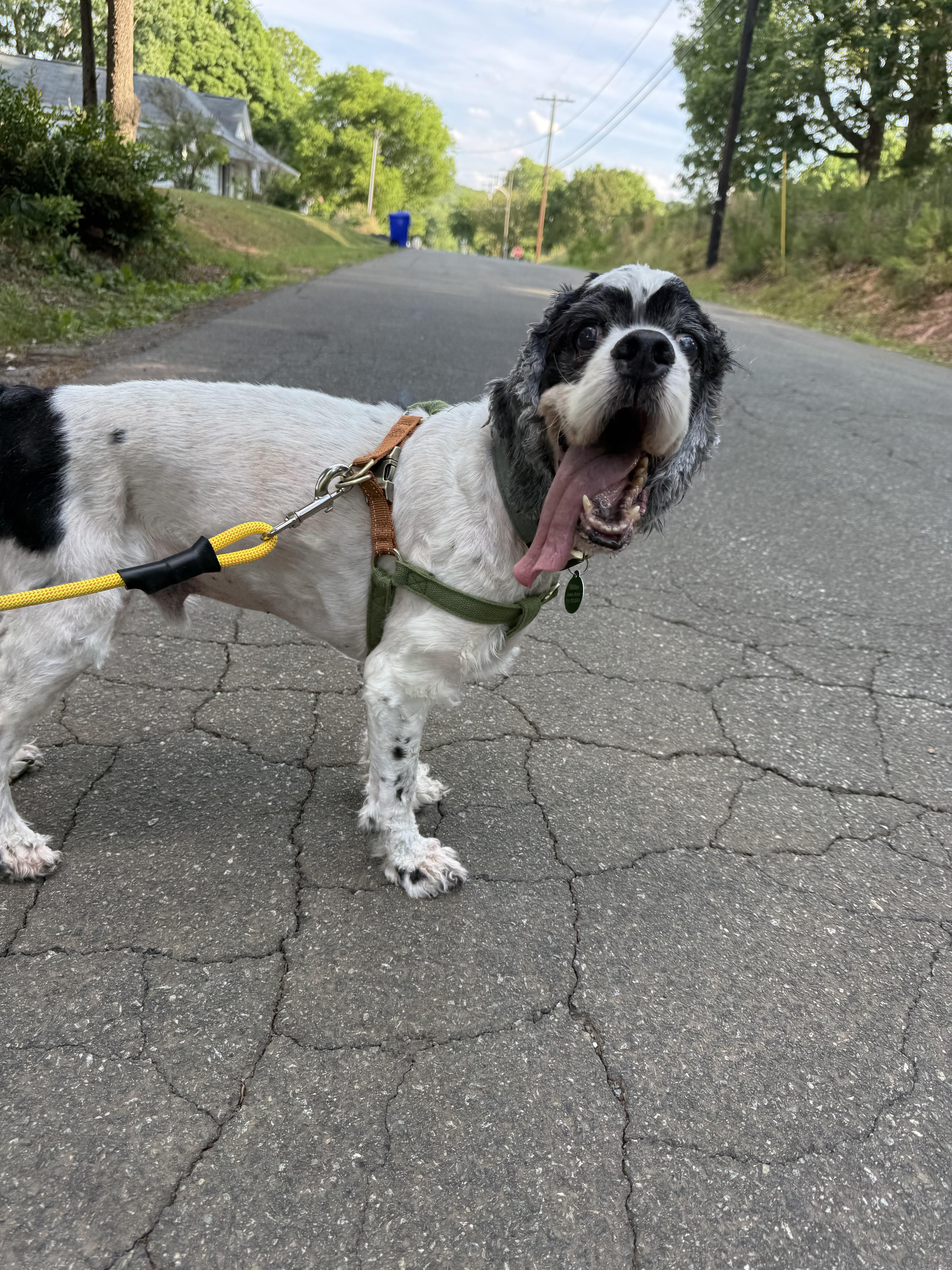Mr. Pickles thumbnail 3
