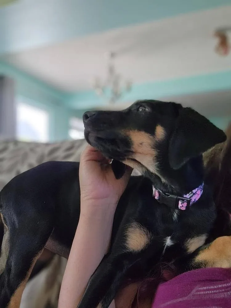 A baby small-sized female Brown / Chocolate Hound dog named Daisy Mae for adoption in Colorado Springs, CO