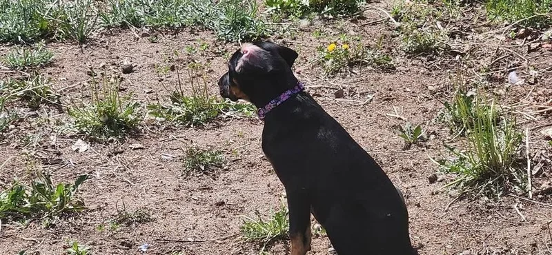 Daisy Mae thumbnail 2