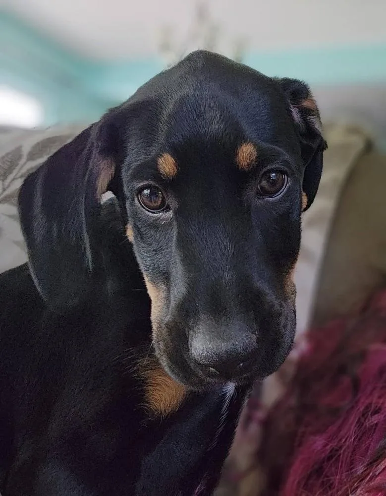 Daisy Mae thumbnail 3