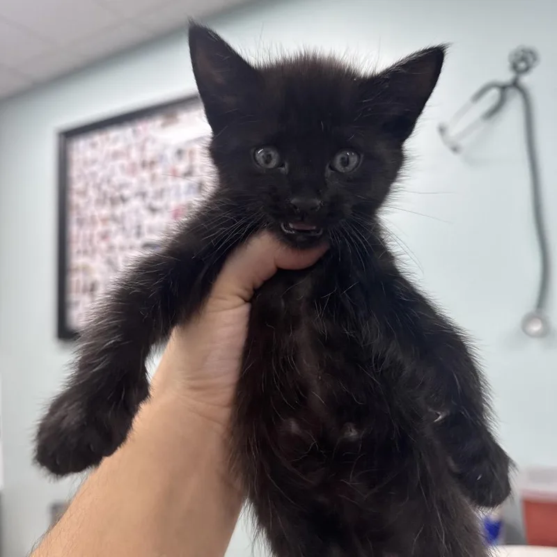 A baby small-sized male Black Domestic Short Hair cat named Kodiak for adoption in Hamburg, NY