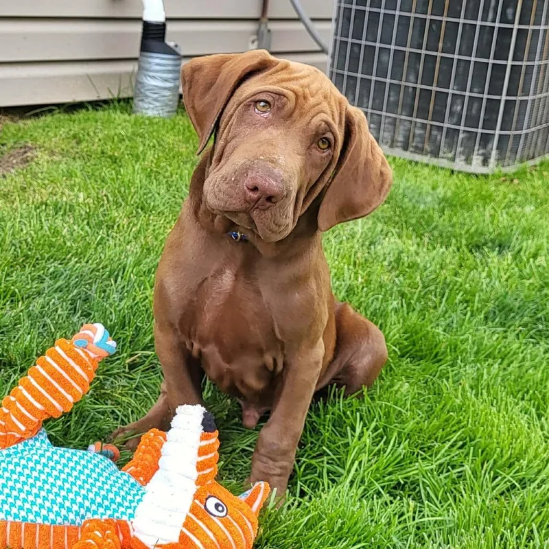 Banjo