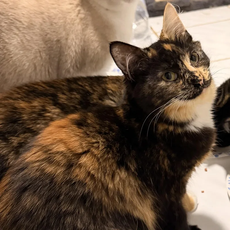 A baby small-sized female Calico cat named Minnie for adoption in Miami, FL