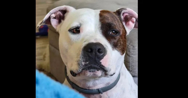 A young large-sized female Pit Bull Terrier dog named Kira for adoption in Tampa, FL
