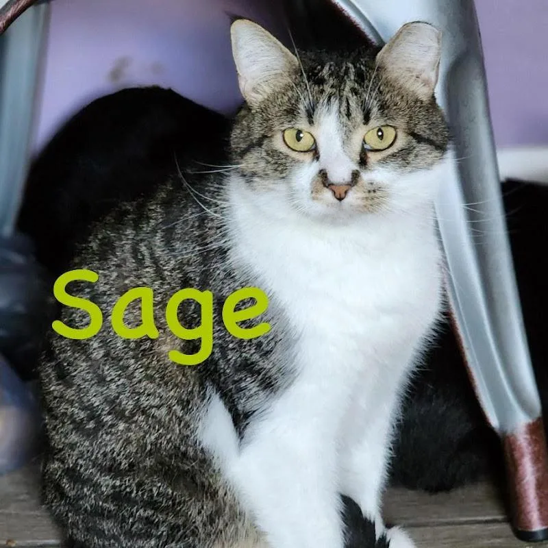 A young medium-sized male Tabby (Buff / Tan / Fawn) Domestic Short Hair cat named Sage for adoption in Johnson City, TN