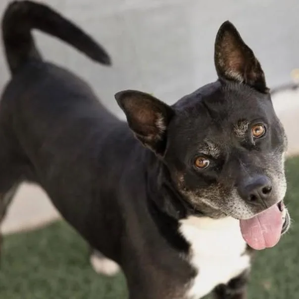 A senior medium-sized male Mixed Breed dog named Murtaugh for adoption in Wilsall, MT